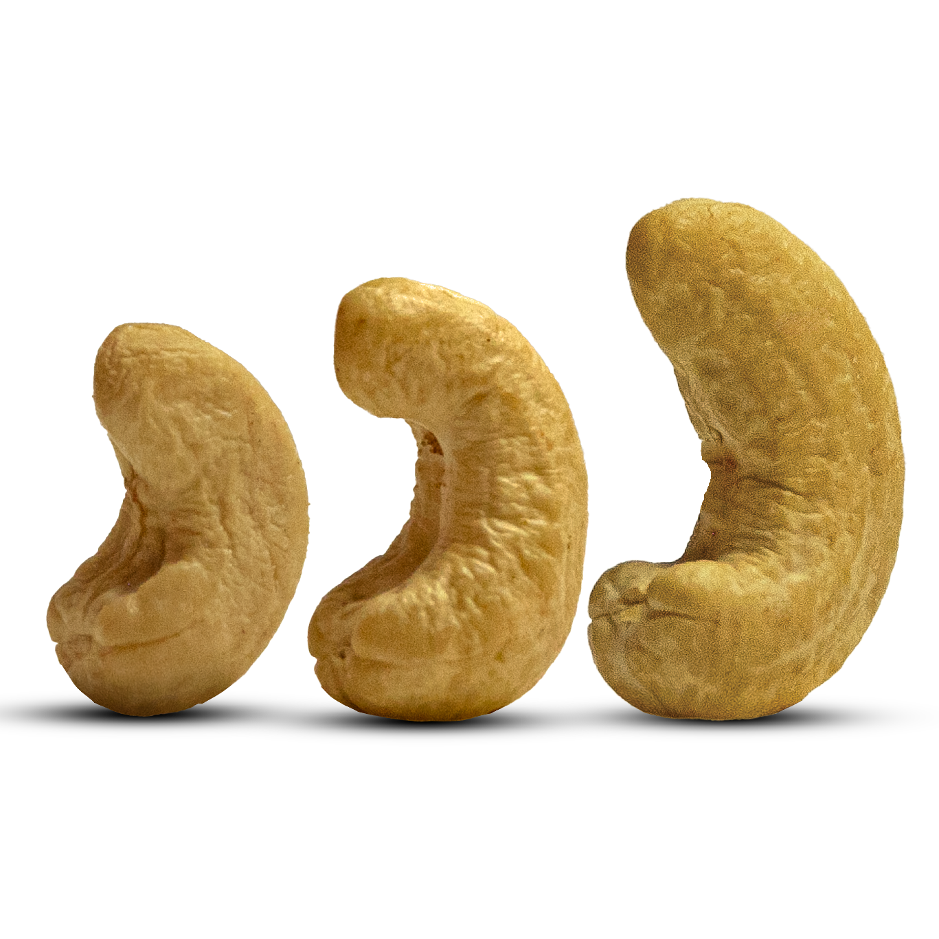 کاجو یا کاشو و یا همان بادام هندی خودمان را بشناسیم. ( cashew )